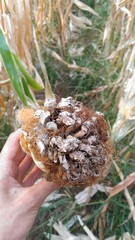 Yellow Maize Ear rot, damage by fungi on the human hand.