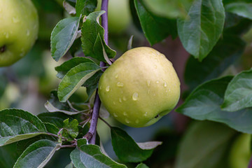 Ripe green yellow apples on the branch growing