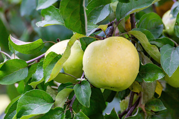 Ripe green yellow apples on the branch growing