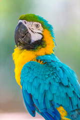 Blue and Gold Macaw