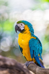 Blue and Gold Macaw