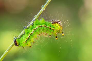 Chinese moon moth - Actias ningpoana, beatiful yellow green moth from Asian forests, China.