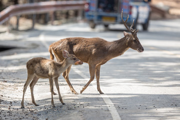 Deer and baby are crossing the road.