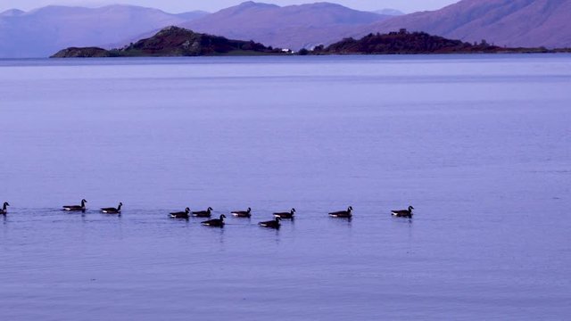 Canada Geese on a sea loch in the argyll region of the highlands of scotland near fort william and duror on loch linnhe