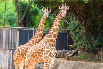 Herd of giraffes in the zoo