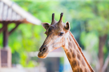 Herd of giraffes in the zoo