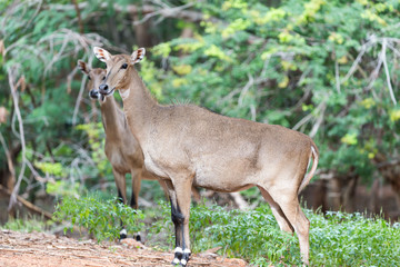 Antelope