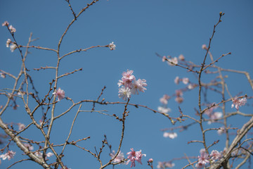 青空と十月桜