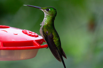 Green hummingbird on watering place