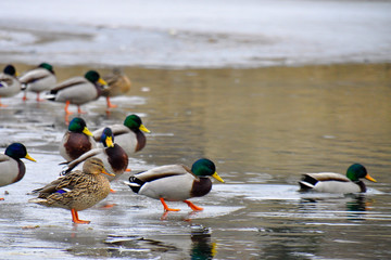 The mallard (Anas platyrhynchos) is a dabbling duck. Ducks standing on the edge of an ice and swimming in cold water. Winter/early spring time.   