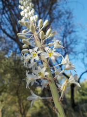 flowers on background of blue sky