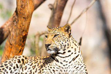 leopard in safari thailand.