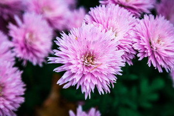 Obraz premium blooming beautiful pink flower with geen lifs