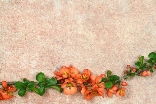 Spring nature background with fresh  blooming branch.  Orange guince  flowers and green leaves on beige  floor tile.
