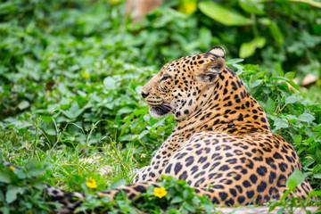 Wild leopard resting in shadow under bush