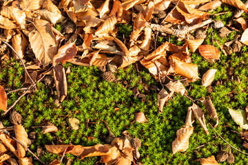 Tapis de feuilles