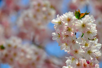 A close up picture of spring cherry blossoms, pink/white flowers at sunny day. Cherry blossom in full bloom. Cherry flowers in small clusters on a cherry tree branch. Prague, Czech republic. 