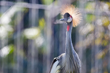 Fototapeta premium Grey crowned African crane
