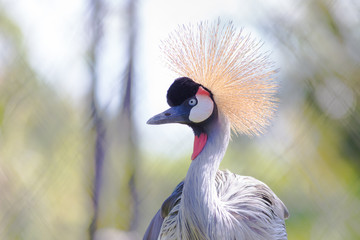 Portrait of Grey Crowned crane .