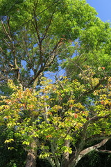 Fototapeta na wymiar 色づいた桜の葉と楠木