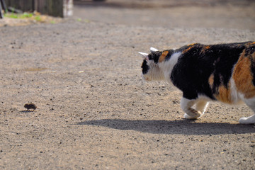 Beautiful cat fun and cleverly plays with the captured mouse. Cat hunts mouse. Farm concept. 