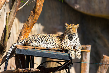Portrait of Leopard