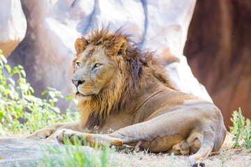 Obraz premium African male lion in zoo