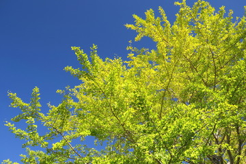 Fototapeta na wymiar 黄葉の銀杏の木と青空