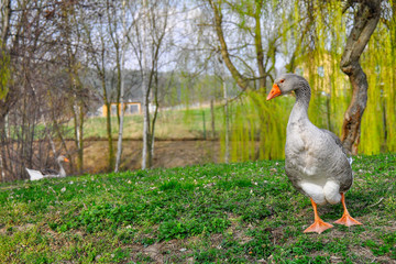 Domestic goose (Anser anser domesticus) is domesticated grey goose that are kept by humans as poultry for their meat, eggs, and down feathers. goose grazing in a green meadow. Farm concept.