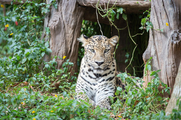 Wild leopard resting in shadow under bush