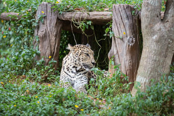 Wild leopard resting in shadow under bush