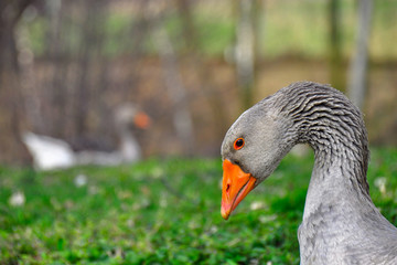 Domestic goose (Anser anser domesticus) is domesticated grey goose that are kept by humans as poultry for their meat, eggs, and down feathers. goose grazing in a green meadow. Farm concept.