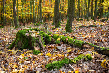 Amazing colorful autumnal forest