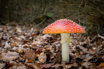 Amazing Amanita muscaria in forest - poisonous toadstool