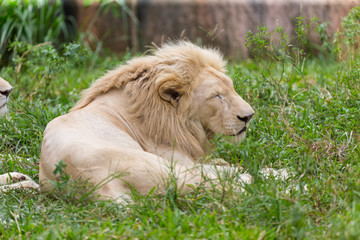 Albino lion resting in the daytime.