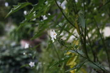 Nachtschatten - Lycianthos rantonetti - solanaceae