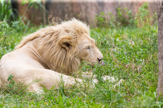 Albino lion resting in the daytime.