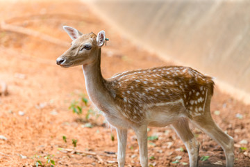 baby chital