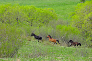 Horses on a pasture. Spring, snow on peaks. Liptov region, High Tatras mountains national park, Slovakia. The Hucul or Carpathian is a pony/small horse breed originally from the Carpathian Mountains.