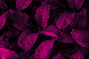 Obraz na płótnie Canvas The concept of the leaves of Cannifolium spathiphyllum Abstract blue-purple surface in a tropical forest