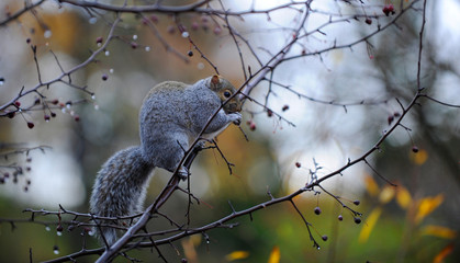 écureuil dans un arbre