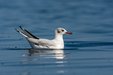 The black-headed gull (Chroicocephalus ridibundus) in non-breeding plumage