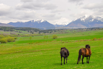 Naklejka premium Horses on a pasture. Spring, snow on peaks. Liptov region, High Tatras mountains national park, Slovakia. The Hucul or Carpathian is a pony/small horse breed originally from the Carpathian Mountains.