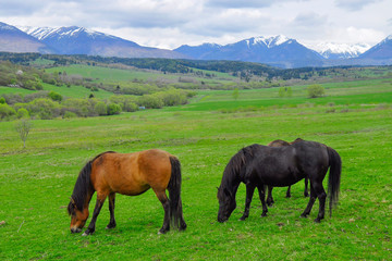 Fototapeta na wymiar Horses on a pasture. Spring, snow on peaks. Liptov region, High Tatras mountains national park, Slovakia. The Hucul or Carpathian is a pony/small horse breed originally from the Carpathian Mountains.