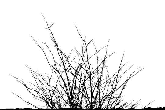 Realistic silhouette of bush with bare branches (Vector illustration)