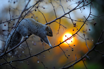 écureuil dans un arbre