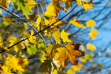 Herbstwald 