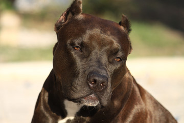 funny amstaff portrait