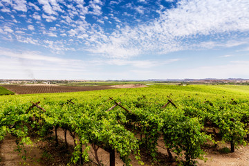 Fototapeta na wymiar Green grape vineyard against a beautiful sky scape (clouds)