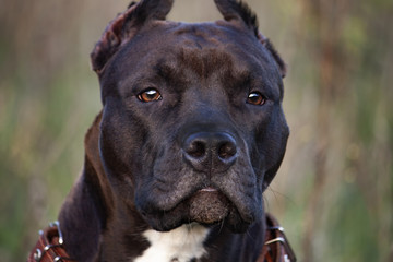 muzzle Staffordshire Terrier